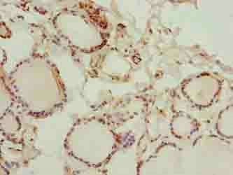 GLT1D1 Antibody