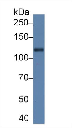 SLIT1 Antibody (aa611-791)