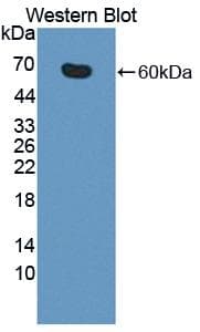 CD95 / FAS Antibody (aa21-170, PE)