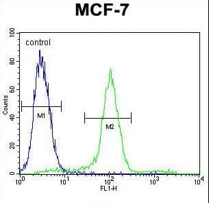 WT1 / Wilms Tumor 1 Antibody (aa346-375)