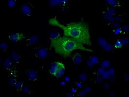 Heat Shock Protein 70 / HSPA1A Antibody (clone OTI3C6)