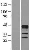 LHX4 Protein (Over-Expression Lysate Myc-DDK (Flag))