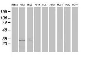 EIF4E2 / IF4e Antibody (clone OTI5D11, Carrier-free)
