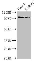 VPS39 Antibody