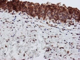 SCFD1 / SLY1 Antibody (clone OTI2E7)