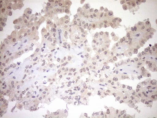 PARG Antibody (aa1-367, clone OTI6F4)