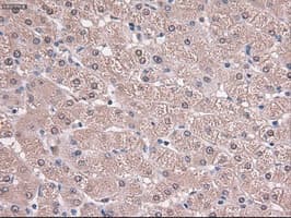 TRIM33 / TIF1-Gamma Antibody (clone OTI6B7)