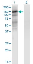 Monoclonal Mouse anti-Human HIF2A / EPAS1 Antibody (clone 1G2, IF, WB)