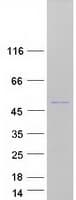 Human ORC4L / ORC4 Protein (Recombinant Myc-DDK (Flag))