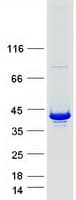 Human LZTFL1 Protein (Recombinant Myc-DDK (Flag))