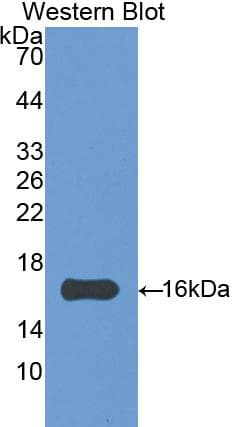Angiogenin / ANG Antibody (aa1-123, PE)