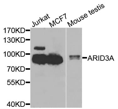 Polyclonal Rabbit anti-Human ARID3A / DRIL1 Antibody (IHC, WB)