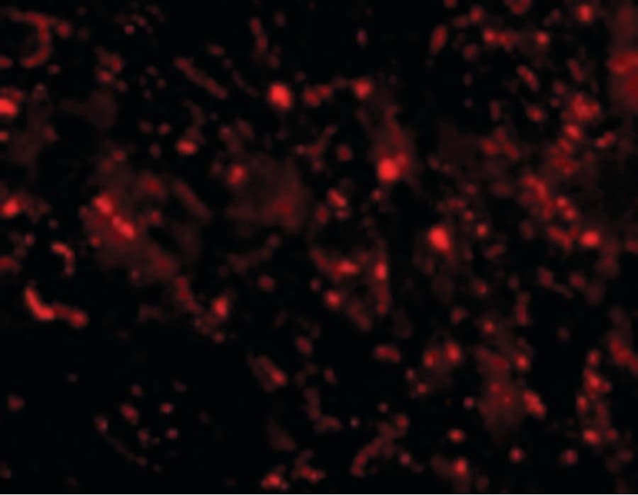 IHC-plus™ C1QTNF3 / CTRP3 Antibody