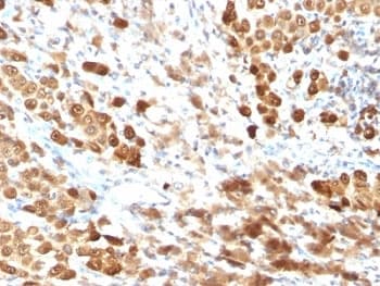 S100B / S100 Beta Antibody (clone SPM354, Azide-free, BSA-free)