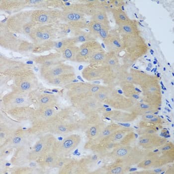 NME4 Antibody