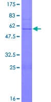 Human DPM1 Protein (Recombinant GST)