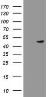 ZNF365 Antibody (clone OTI6D1)