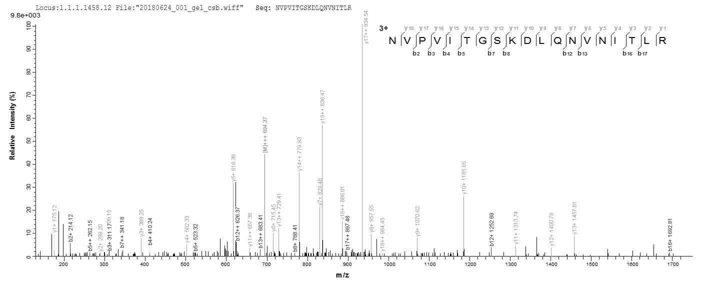 Mouse PHB / Prohibitin Protein (Recombinant 10His, N-terminus)