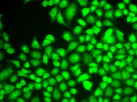 NFKB1 / NF-Kappa-B Antibody