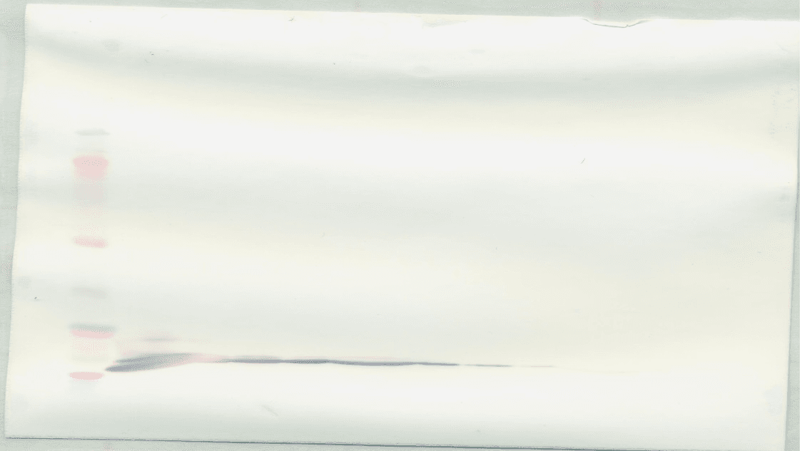 CCL26 / Eotaxin 3 Antibody