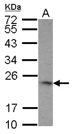 TNFSF9 / CD137L Antibody