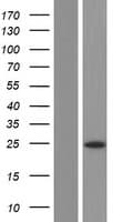 Human TEX36 / C10orf122 Protein (Over-Expression Lysate Myc-DDK (Flag))