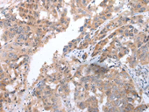 COX7C Antibody