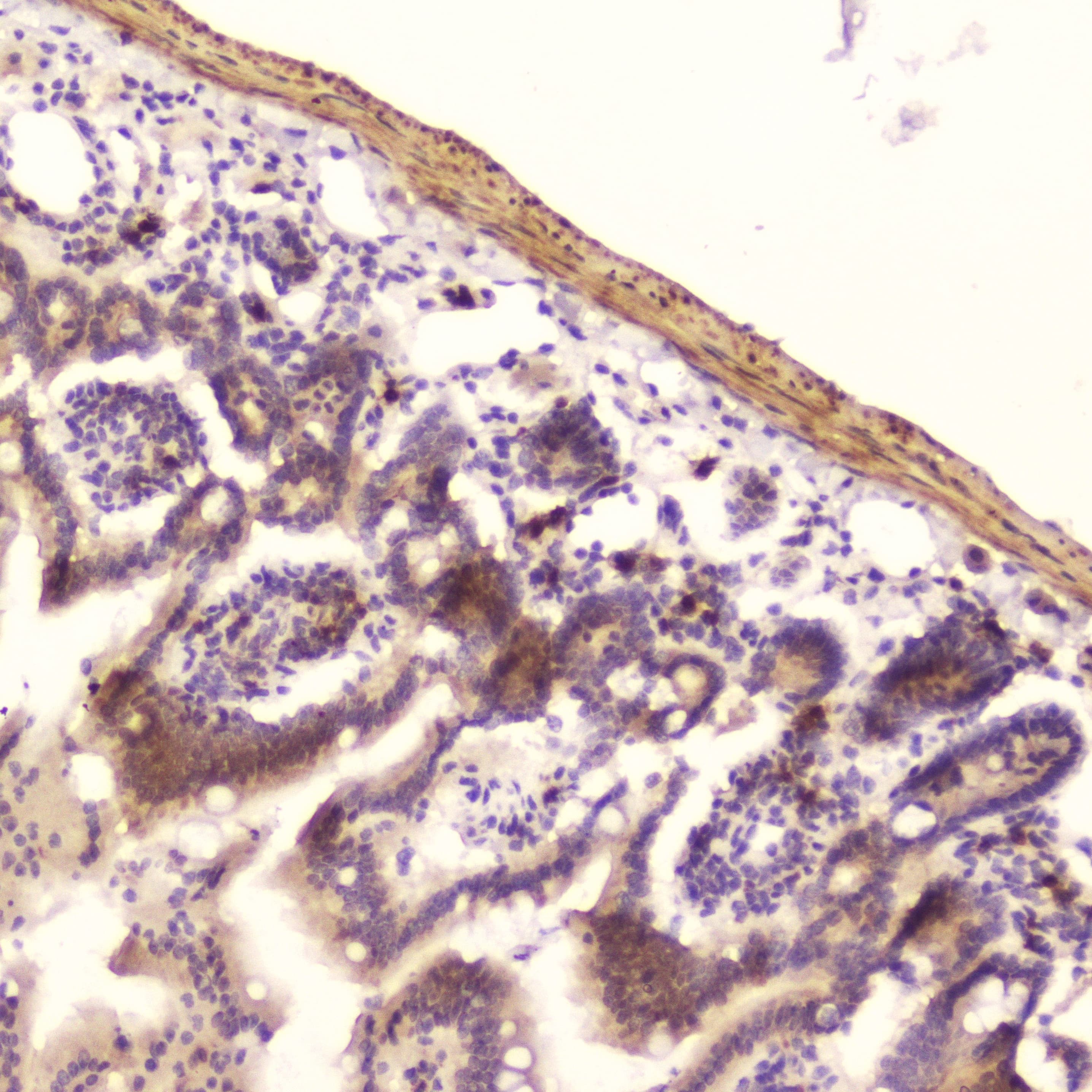 RNASE3 Antibody