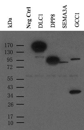 Monoclonal Mouse MYC / c-Myc Antibody (aa408-432, IF, WB)