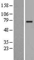 Human CLGN / Calmegin Protein (Over-Expression Lysate Myc-DDK (Flag))