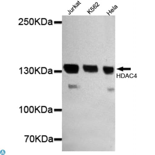 HDAC4 Antibody