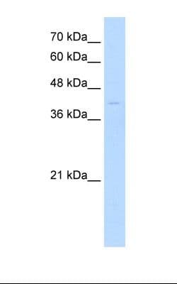 MKX Antibody (aa217-266)