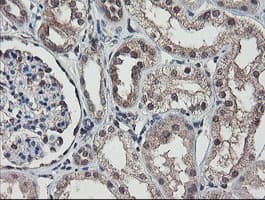 RBPMS / Hermes Antibody (clone OTI2C3, Carrier-free)