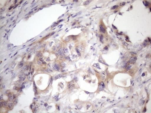 SSX2IP Antibody (aa1-272, clone OTI5C3)