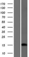 CRABP1 / CRABP Protein (Over-Expression Lysate Myc-DDK (Flag))