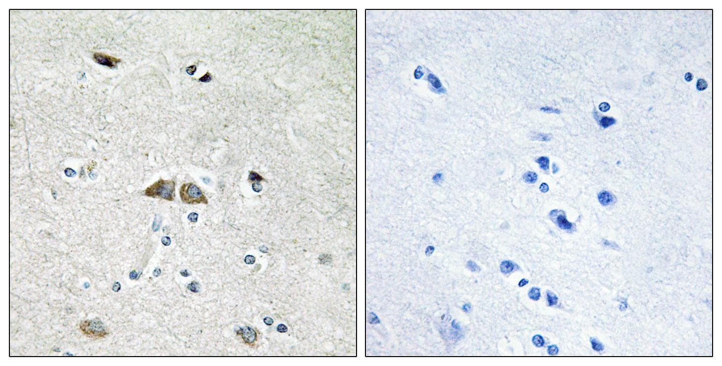 RPL39L Antibody