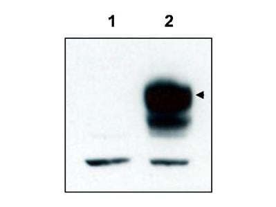 NTRK3 / TRKC Antibody