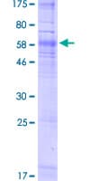 Human NPY4R / PPYR1 Protein (Recombinant GST)