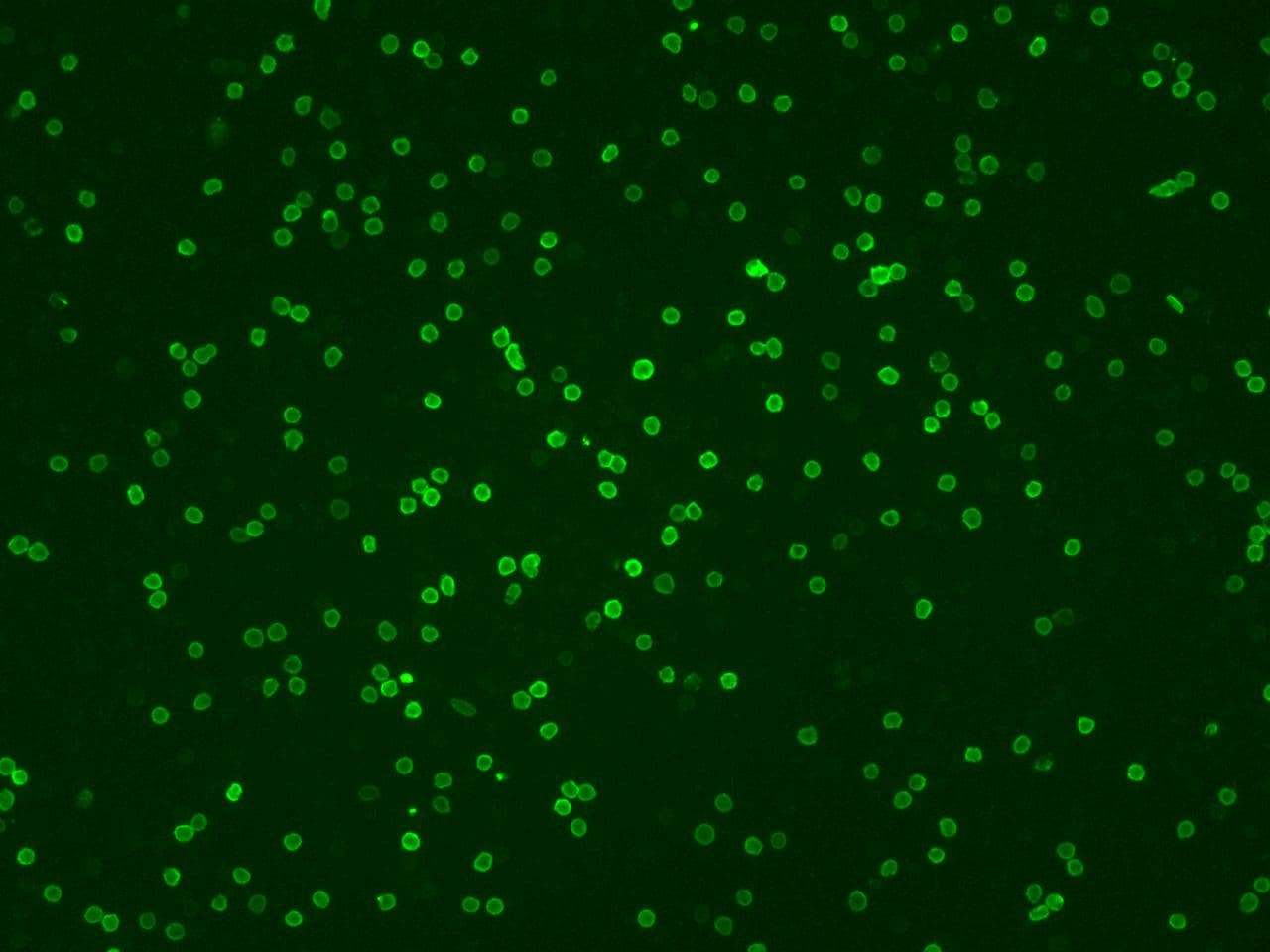 CD4 Antibody (clone 711, Preservative Free)