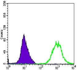 Monoclonal Mouse anti-Human ACTA2 / Smooth Muscle Actin Antibody (clone 1H8, IF, WB)