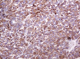 EMA / MUC1 Antibody (clone OTI2E3)