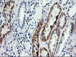 AK4 / Adenylate Kinase 4 Antibody (clone OTI1H1, Carrier-free)