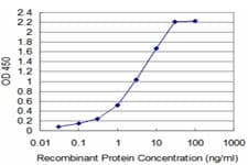 TAF11 Antibody (clone 3H5)