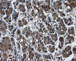 KIAA0153 / TTLL12 Antibody (clone OTI6E4, Carrier-free)
