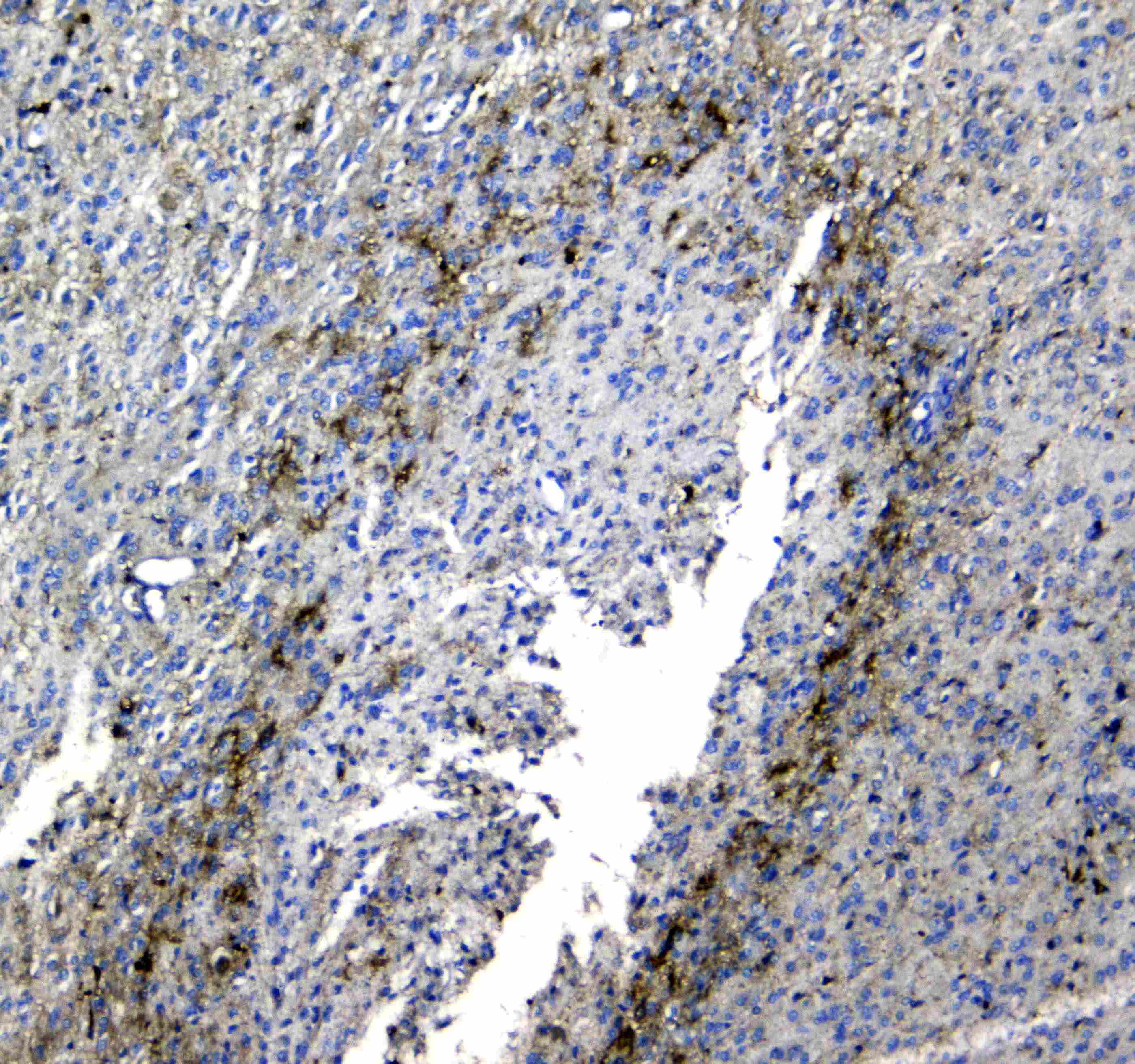 SYT1 / Synaptotagmin Antibody