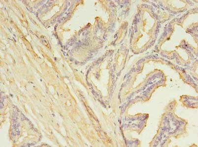 IHC-plus™ SLC25A25 Antibody