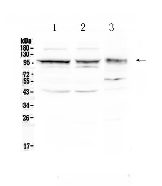 ALCAM / CD166 Antibody