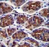 EPHX3 / Epoxide Hydrolase 3 Antibody (aa266-294)
