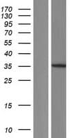 MNAT1 Protein (Over-Expression Lysate Myc-DDK (Flag))
