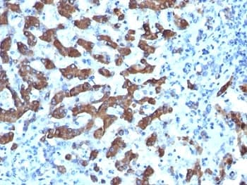 CPS1 Antibody (clone CPS1/1022, Azide-free, BSA-free)